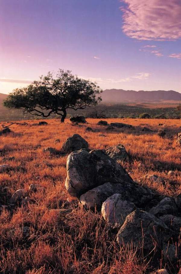 Flinders Ranges National Park 的岩石綠樹於夕照下別有一番孤寂意境。(相片來源:南澳洲旅遊局) 弗林德斯山脈